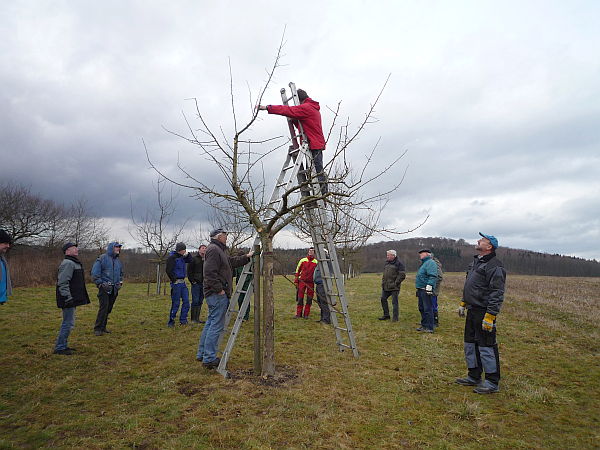 Obstbaumschnittkurs für einen OGV im Vogelsberg: Praxis – Erziehungsschnitt lange ungepflegter Obstbäume