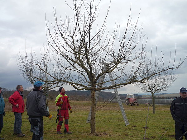 Obstbaumschnittkurs für einen OGV im Vogelsberg: Praxis auf der Streuobstwiese