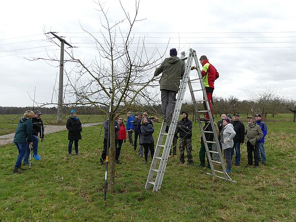 Obstbaumschnittkurs für eine Kommune: Besprechung der konkreten Schnittmaßnahmen am Baum