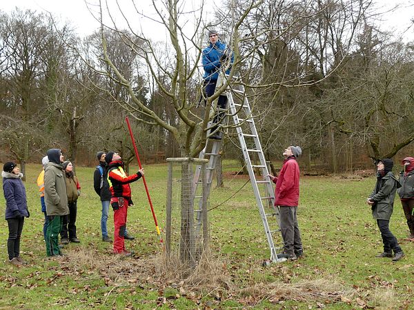 Obstbaumschnittkurs in der Wetterau: Praktisches Üben des Jungbaumschnitts