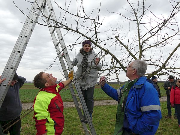 Obstbaumschnittkurs für eine Kommune: Teilnehmer schneiden unter Anleitung