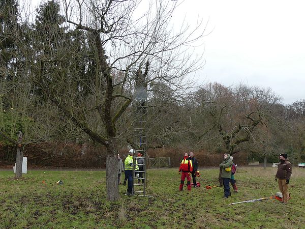Obstbaumschnittkurs in Bad Nauheim: Schnittpraxis Altbaumschnitt