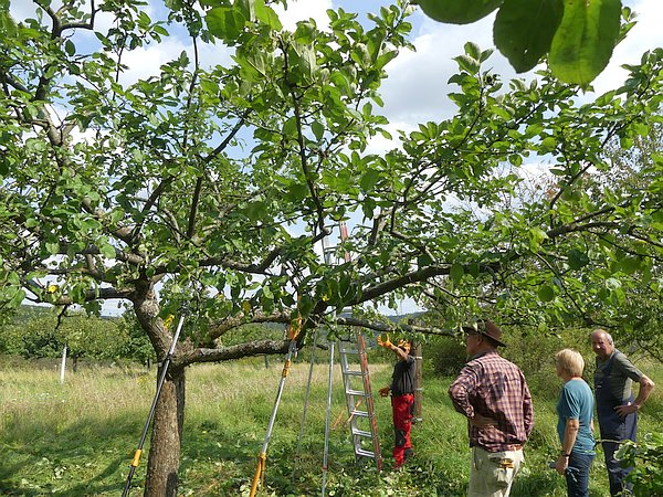 Obstbaumschnittkurs im Sommer: Nachbesprechung nach dem Auslichtungsschnitt beim Apfelbaum in der Ertragsphase