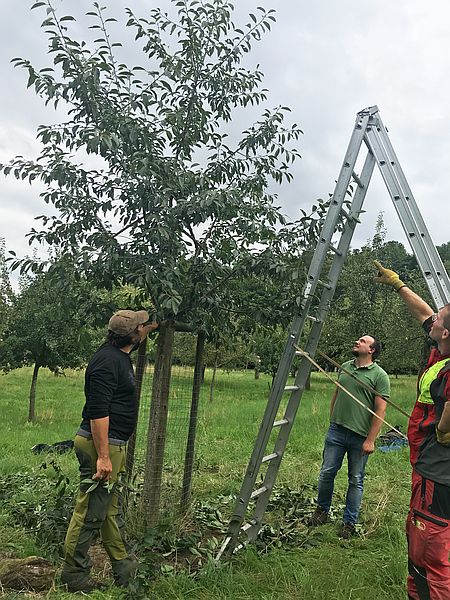 Obstbaumschnittkurs: Sommerschnitt eines Sauerkirschbaumes