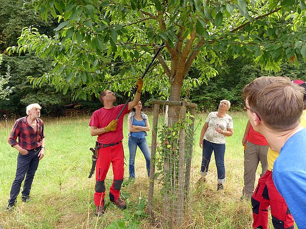 Obstbaumpflege-Seminar „Sommerschnitt und Pflegearbeiten im Sommer“:
Schnitt eines Süßkirschbaumes