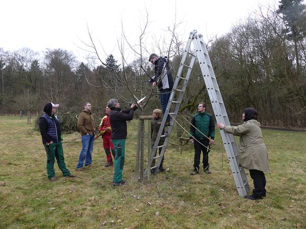 Obstbaumschnittkurs in Butzbach: Teilnehmer beim gemeinsamen Schnitt eines jungen Apfelbaumes