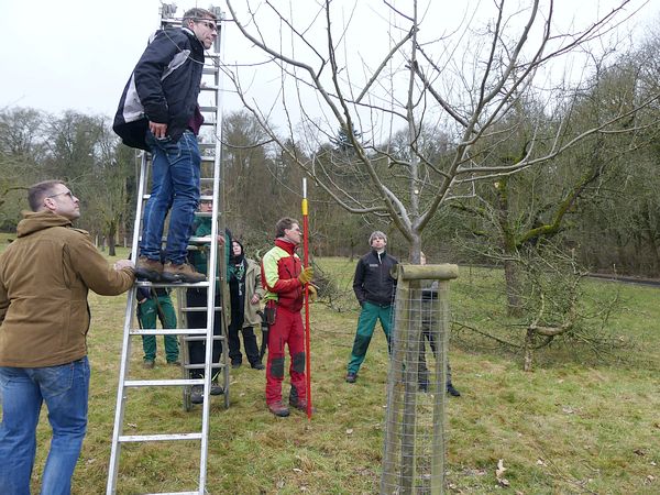 Obstbaumschnittkurs in Butzbach: Teilnehmer üben gemeinsam den Schnitt eines jungen Obstbaumes