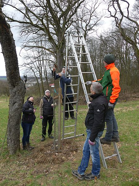 Obstbaumschnittkurs in Bad Nauheim: Gemeinsames Üben des Pflanzschnitts