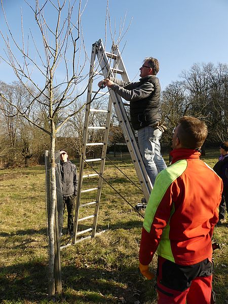 Praktisches Üben des Jungbaum-Erziehungsschnitts bei einem Obstbaum-Schnittkurs in Mittelhessen